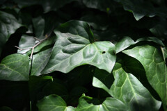 green leaf