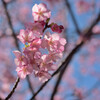 春の陽気