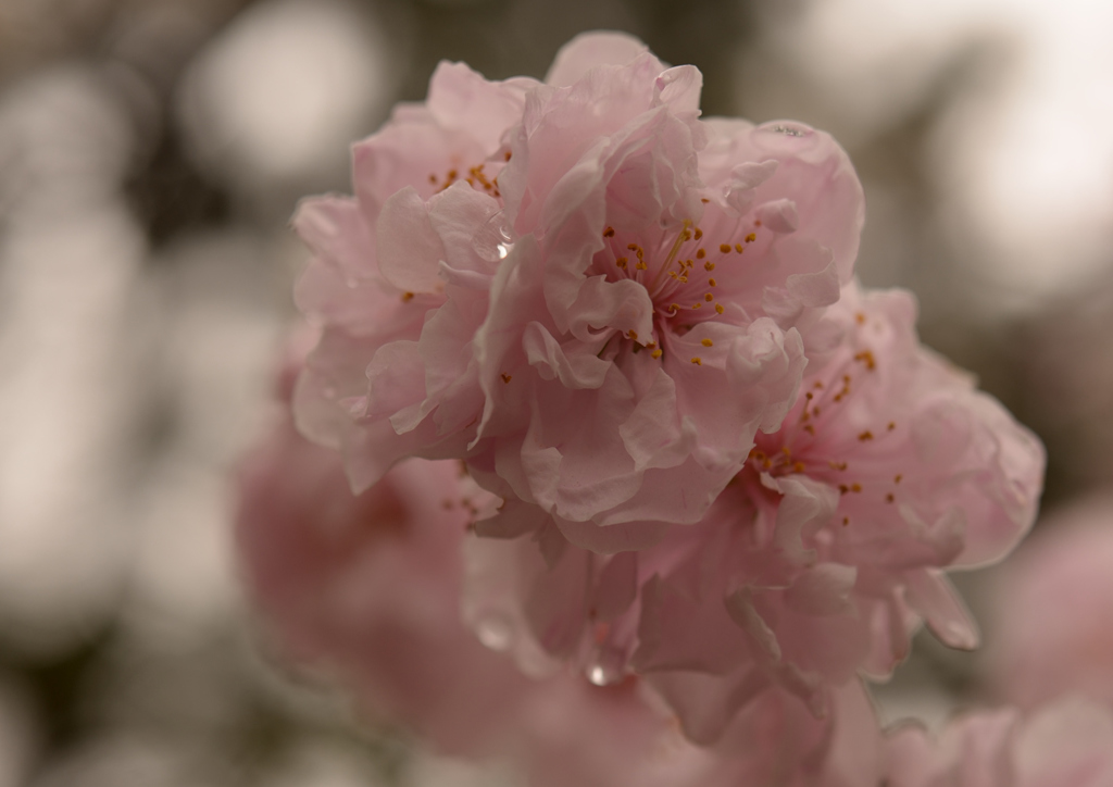 雨が降っても花見