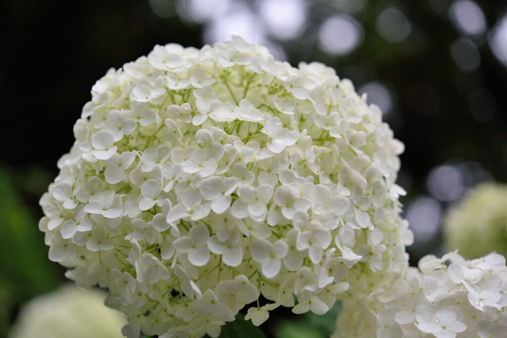 白アジサイ