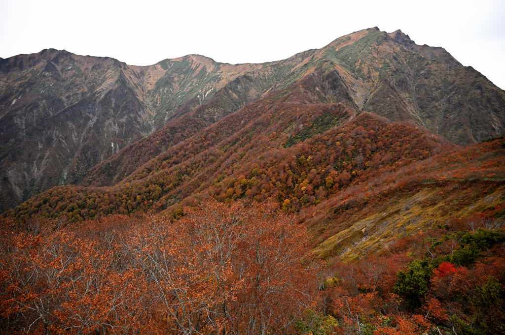 谷川岳の紅葉