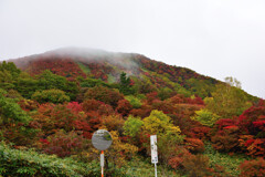 鮮やかな紅葉