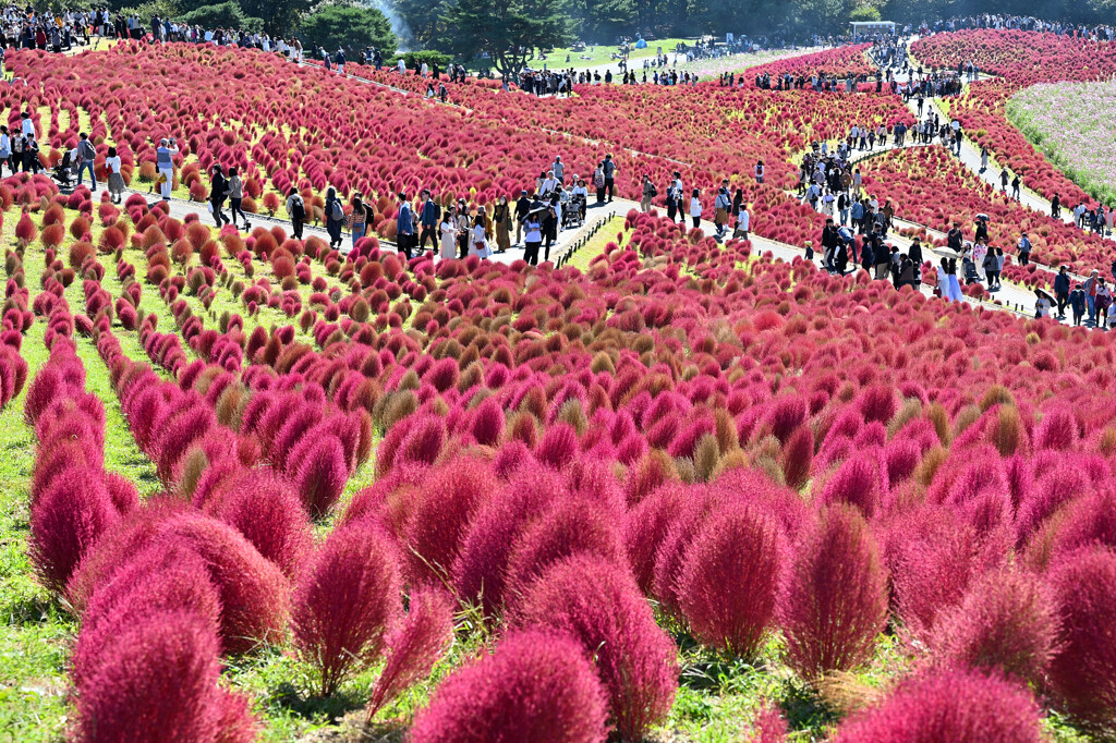 ひたち海浜公園のコキア