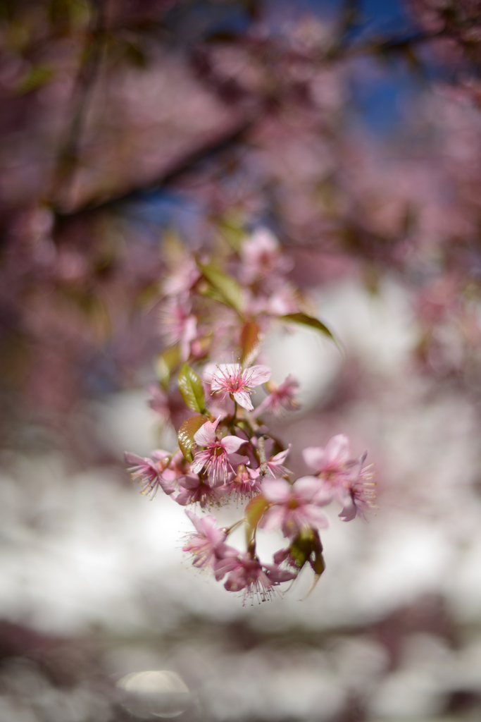 冬の桜