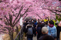 桜通り