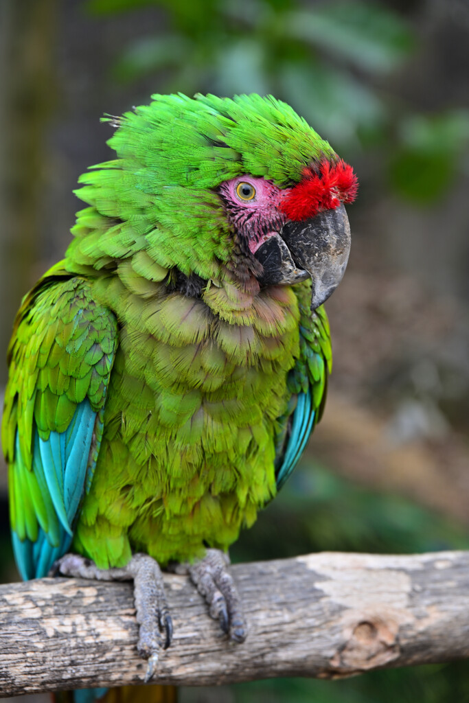 インコ