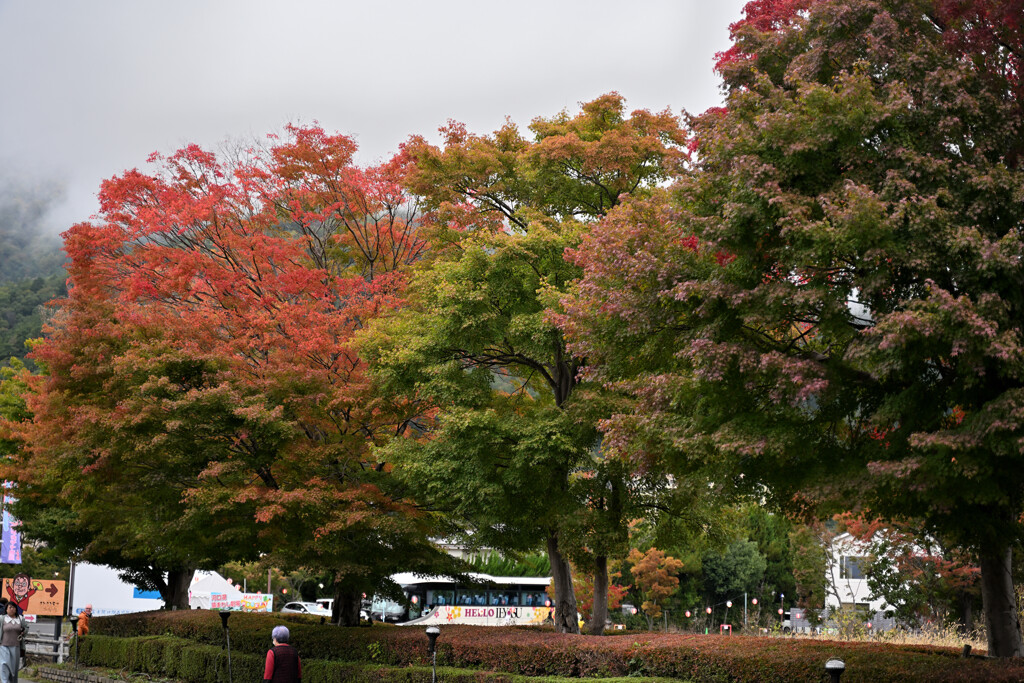 紅葉グラデーション