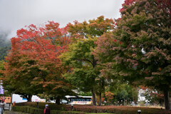 紅葉グラデーション