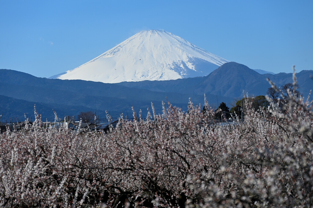 梅と富士山