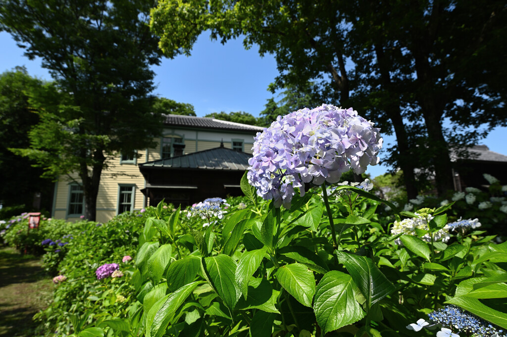 府中郷土の森の紫陽花