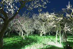 ライトアップ梅林