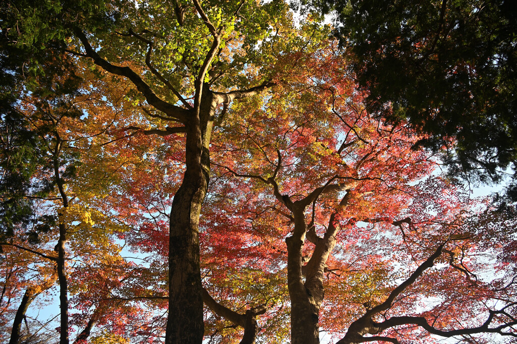 紅葉グラデーション