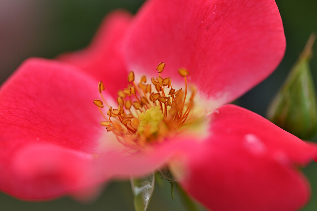 花弁