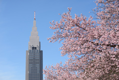 東京桜風景