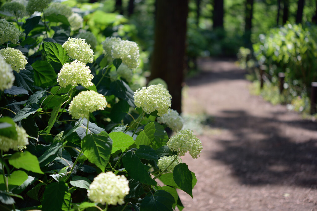 紫陽花のある道