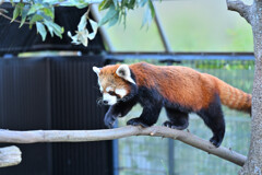 レッサーパンダ