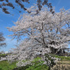 権現堂公園の桜