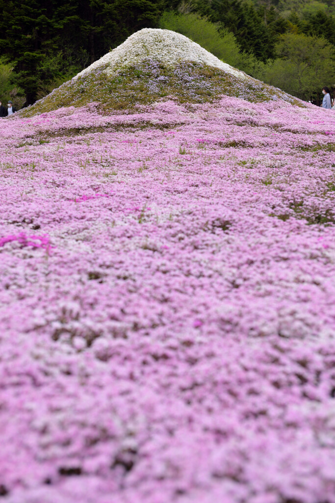 芝桜の富士山