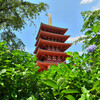 五重塔とアジサイ