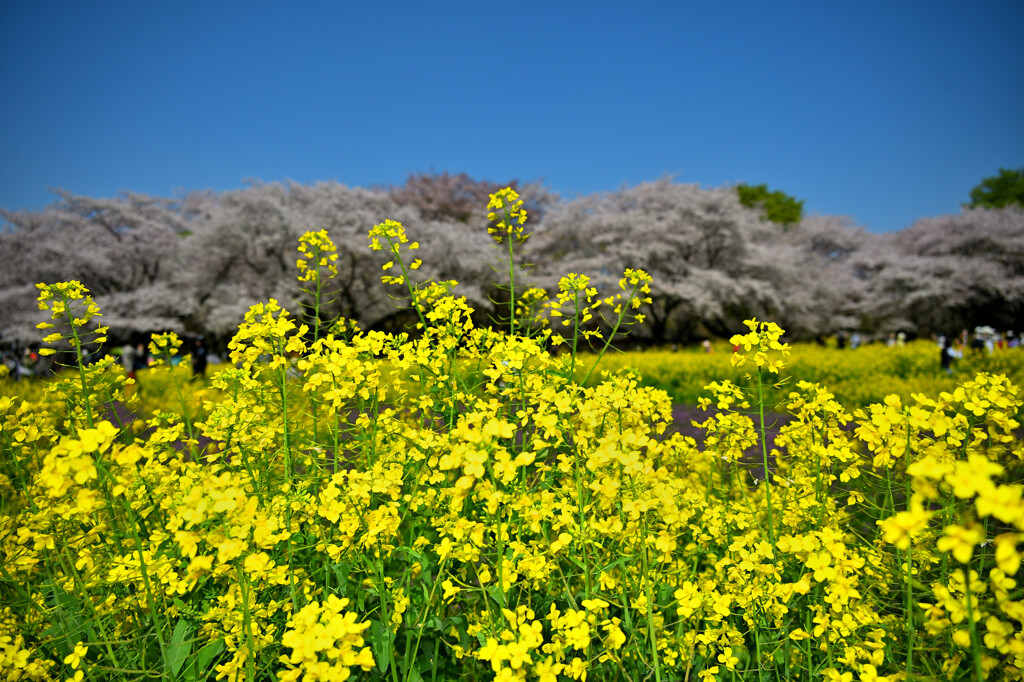 菜の花と桜