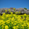 菜の花と桜