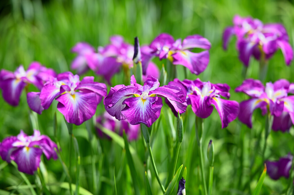菖蒲園の菖蒲