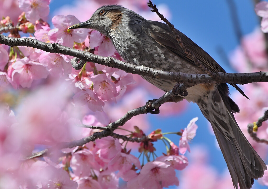 野鳥も喜ぶ桜