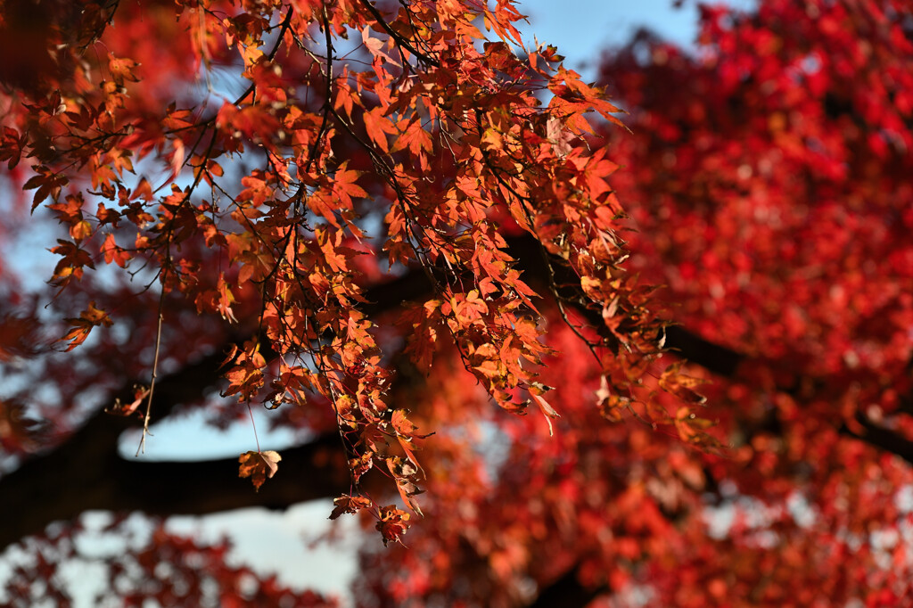 紅く染まる