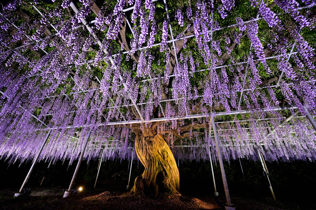 ふじのはなライトアップ