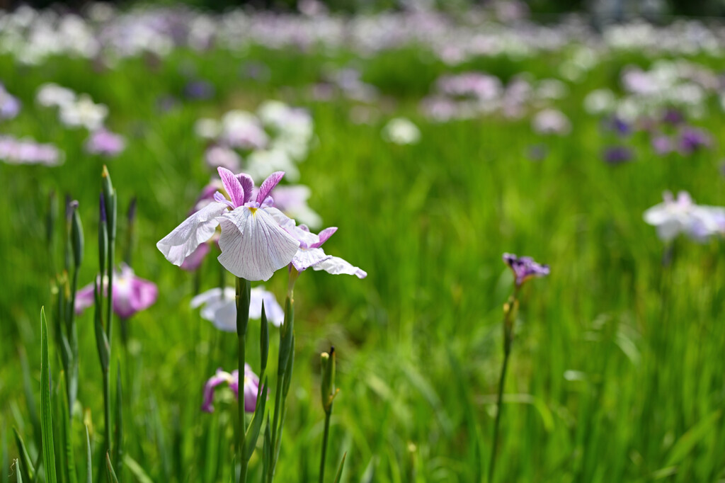 菖蒲畑