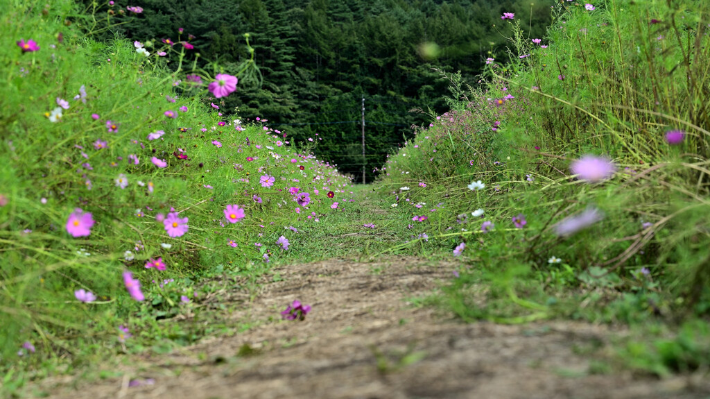 秋桜ロード