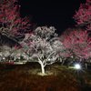 夜の紅白の世界
