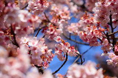 今何かに挑戦している全ての人に桜咲け！