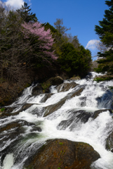 滝と桜