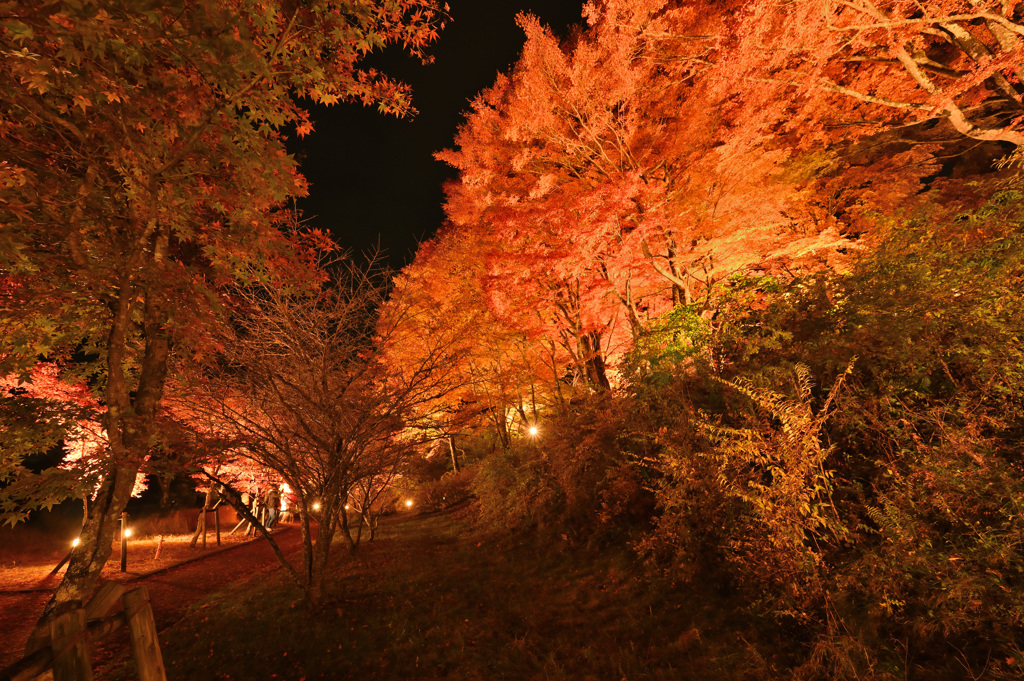 夜の紅葉