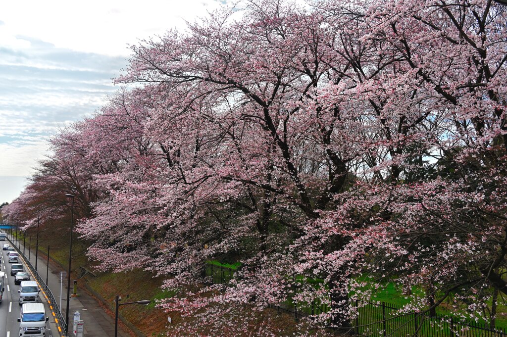 満開桜通り