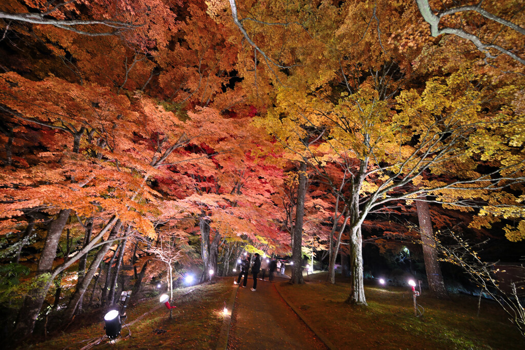 夜の紅葉
