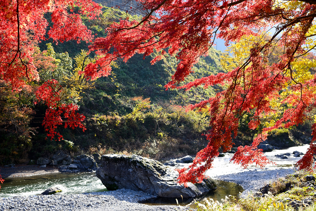 赤葉の渓谷