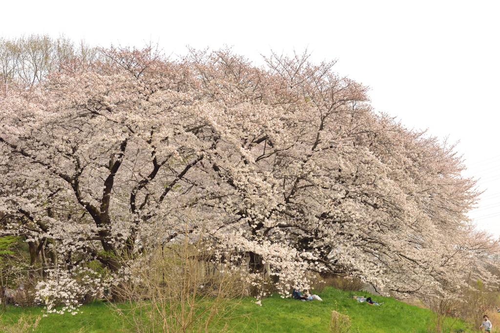 桜咲く