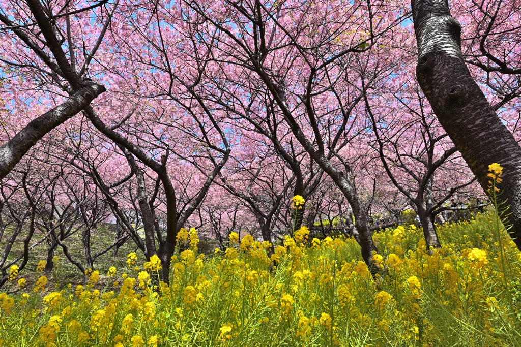 花だらけの世界