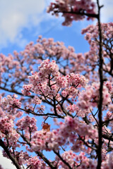 熱海桜満開