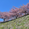 河津桜と青空