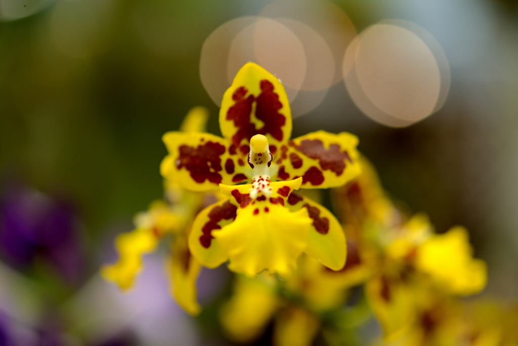 ランの花