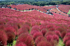 紅く染まった