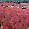 紅く染まった