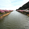 海へと続く河津桜