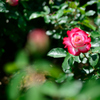 薔薇