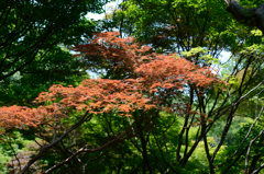 早すぎる紅葉