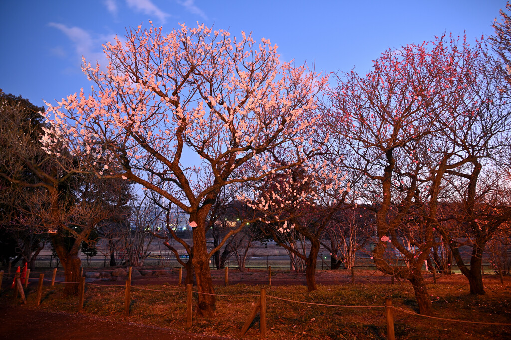 夕焼けの中で