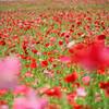 ポピーの群れ